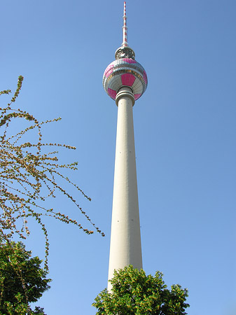 Fotos Fernsehturm und Bäume | Berlin