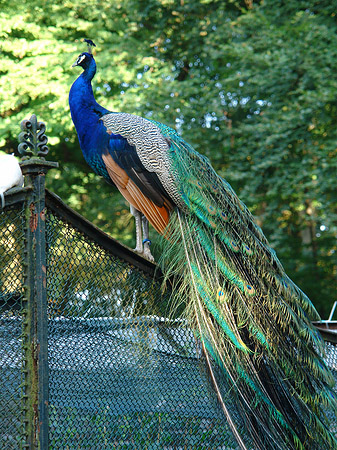 Voliere auf der Pfaueninsel