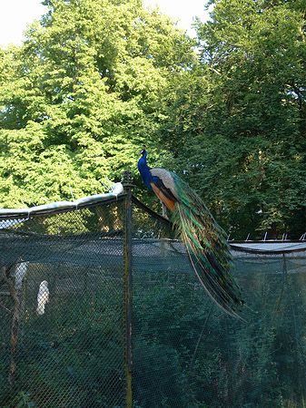 Fotos Voliere auf der Pfaueninsel | Berlin