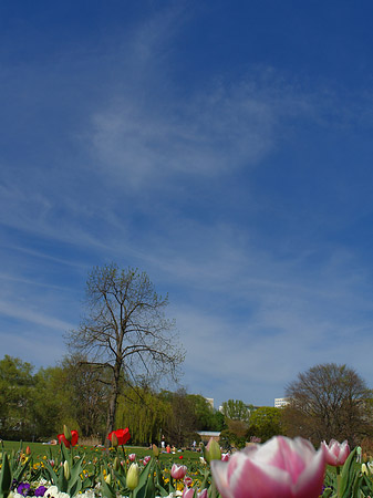 Foto Blumen - Potsdam