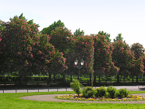 Hofgarten Fotos