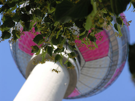 Fotos Fernsehturm und Bäume | Berlin