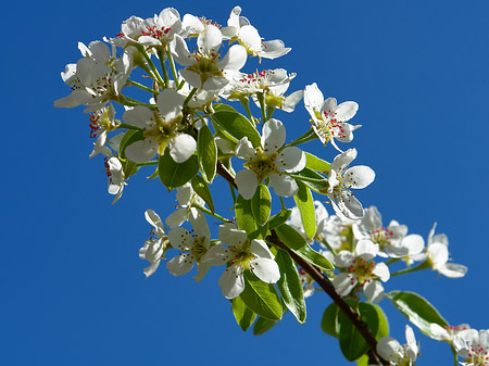 Frühling Fotos