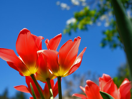 Frühling Fotos