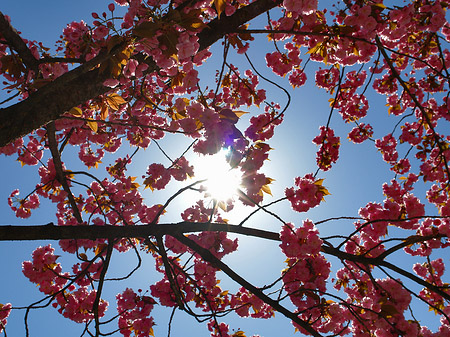 Fotos Frühling | 