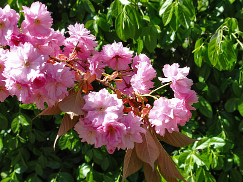 Frühling Foto 
