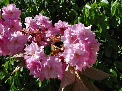 Frühling