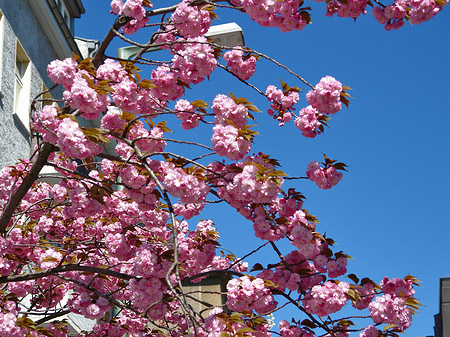 Frühling Fotos
