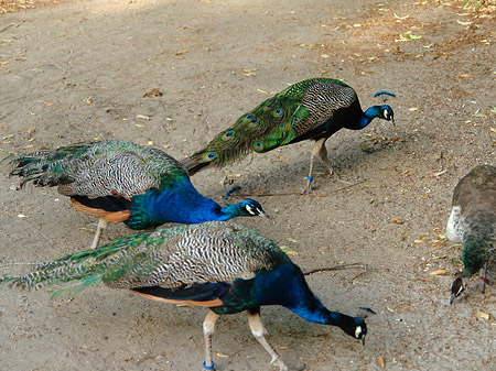 Foto Pfau - Berlin