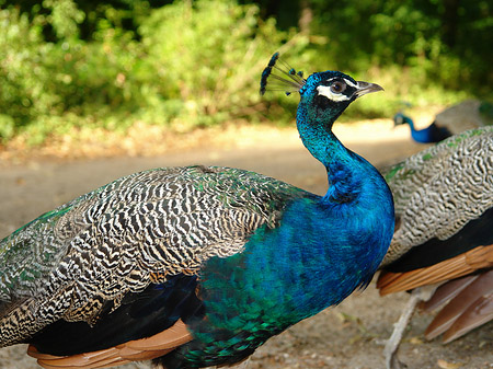 Pfau