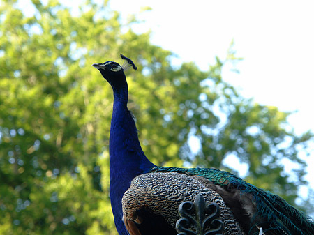 Foto Pfau