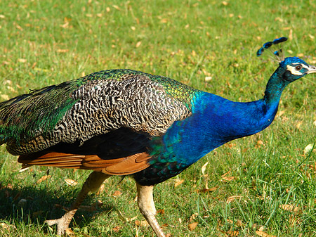 Foto Pfau