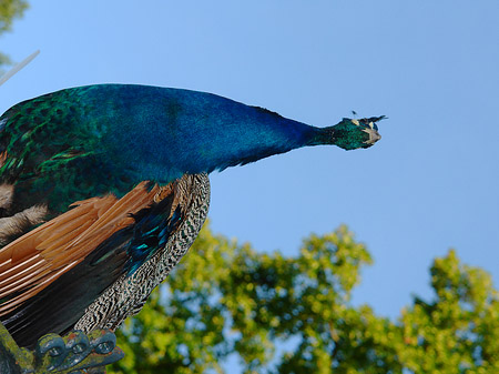 Pfau Fotos