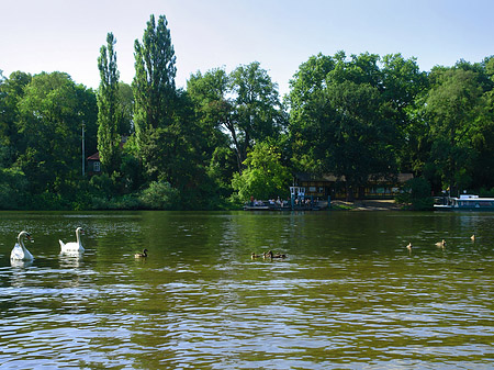 Ufer an der Pfaueninsel Fotos