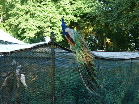 Fotos Voliere auf der Pfaueninsel