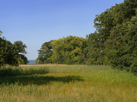Fotos Wiese auf der Pfaueninsel