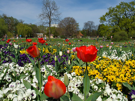 Blumen Foto 