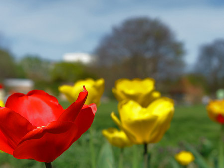 Fotos Blumen | Potsdam