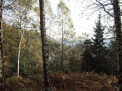 Im Wald der sächsischen Schweiz Fotos
